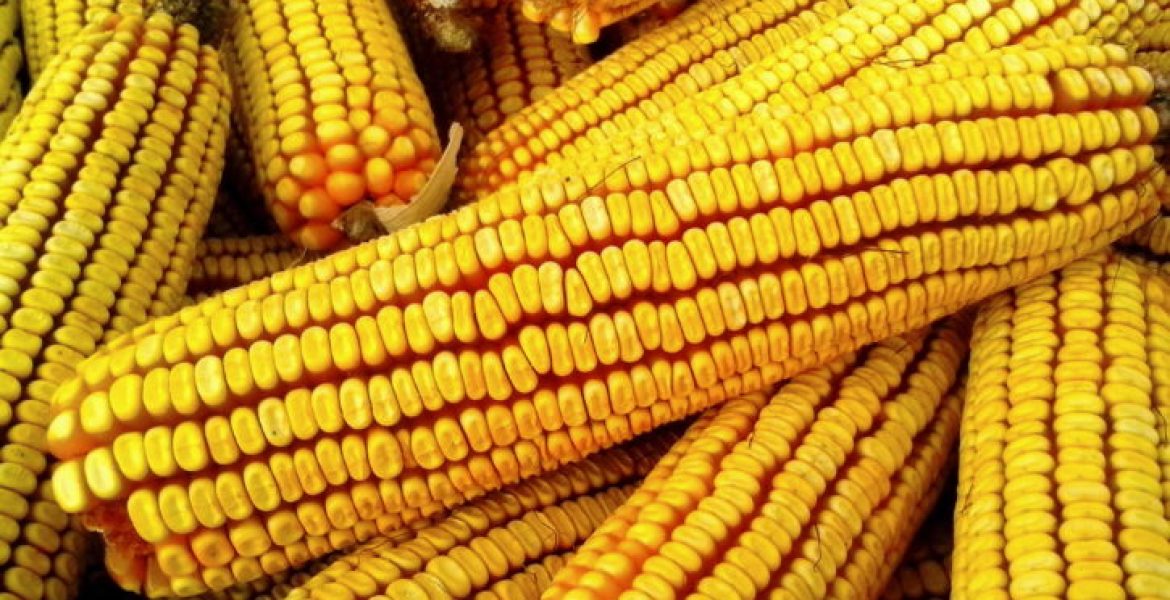 Un mais OGM, uno degli alimenti che nonostante i divieti sulla ricerca circola e viene mangiato in tutta Italia perché importato dall'estero