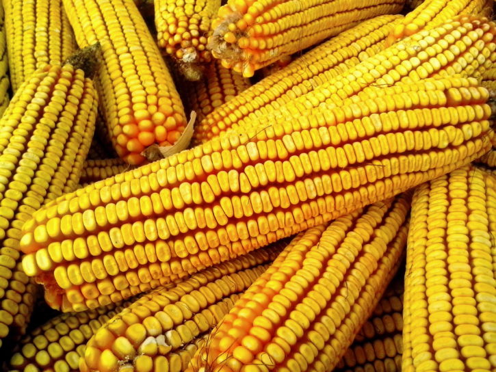 Un mais OGM, uno degli alimenti che nonostante i divieti sulla ricerca circola e viene mangiato in tutta Italia perché importato dall'estero