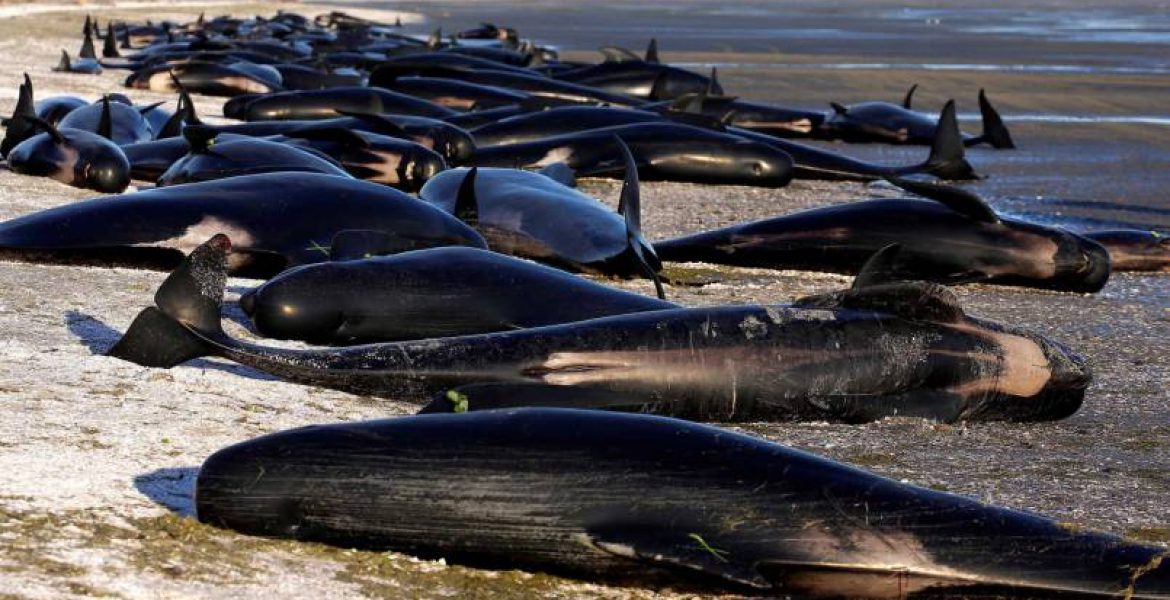 Nuova Zelanda, altra strage di balene. Morti 51 esemplari - MasterX