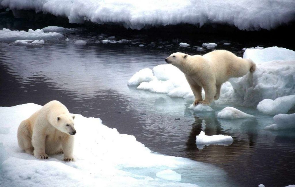 Russia, è stato d’emergenza per l’invasione degli orsi polari - MasterX