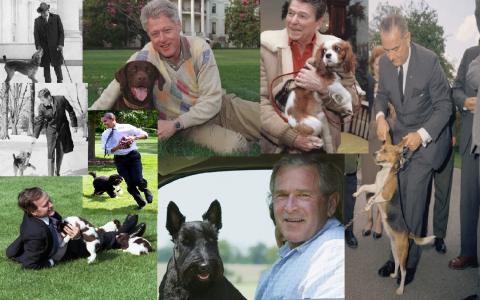 Tutti i cani del presidente
