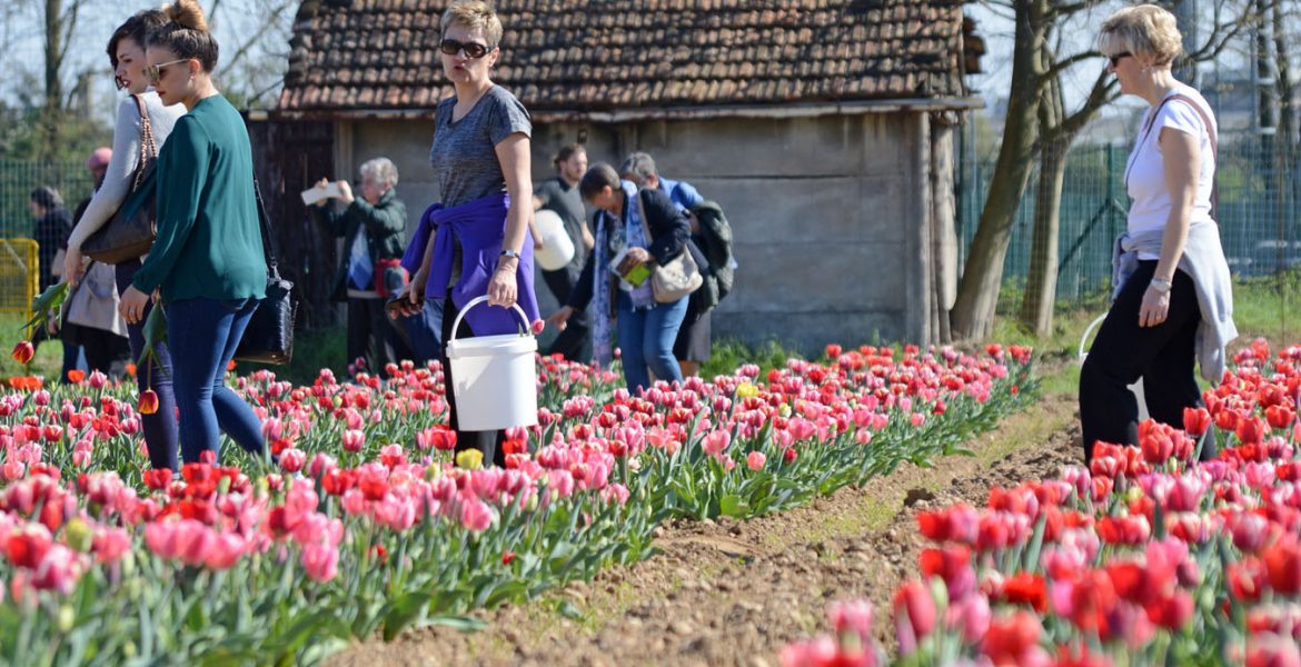 A Milano un pezzo di Olanda: un campo di 200mila tulipani da raccogliere