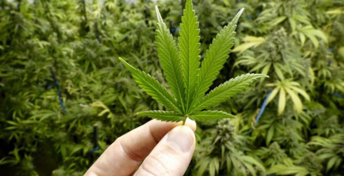 "Inammissibile" il testo per legalizzare la cannabis light