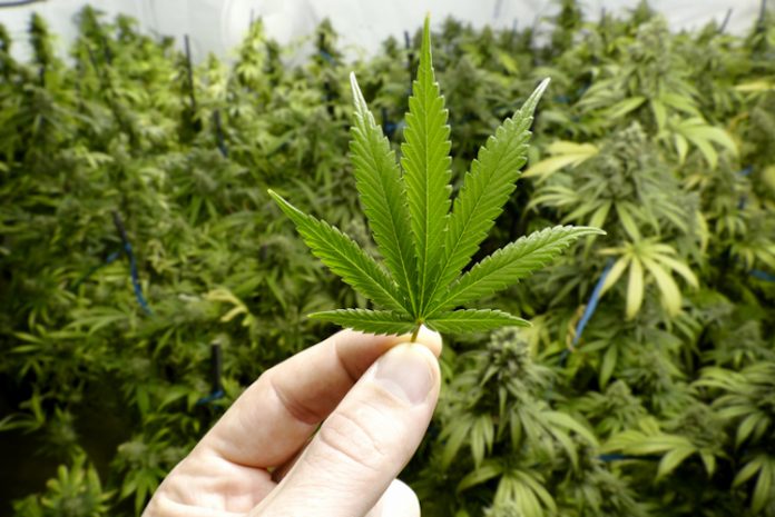 "Inammissibile" il testo per legalizzare la cannabis light