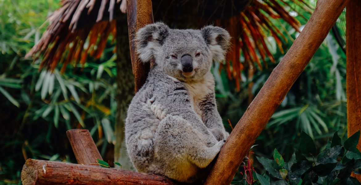 Eco News Koala