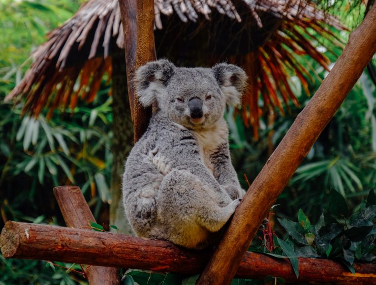 Eco News Koala