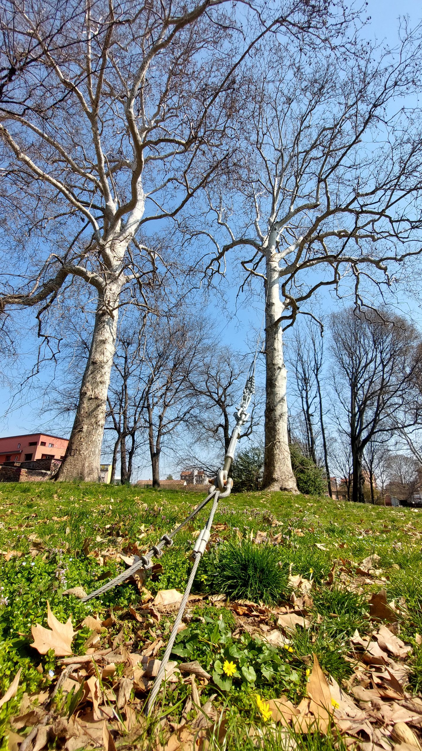 I Platani Siamesi nel Parco di Villa Litta Modignani