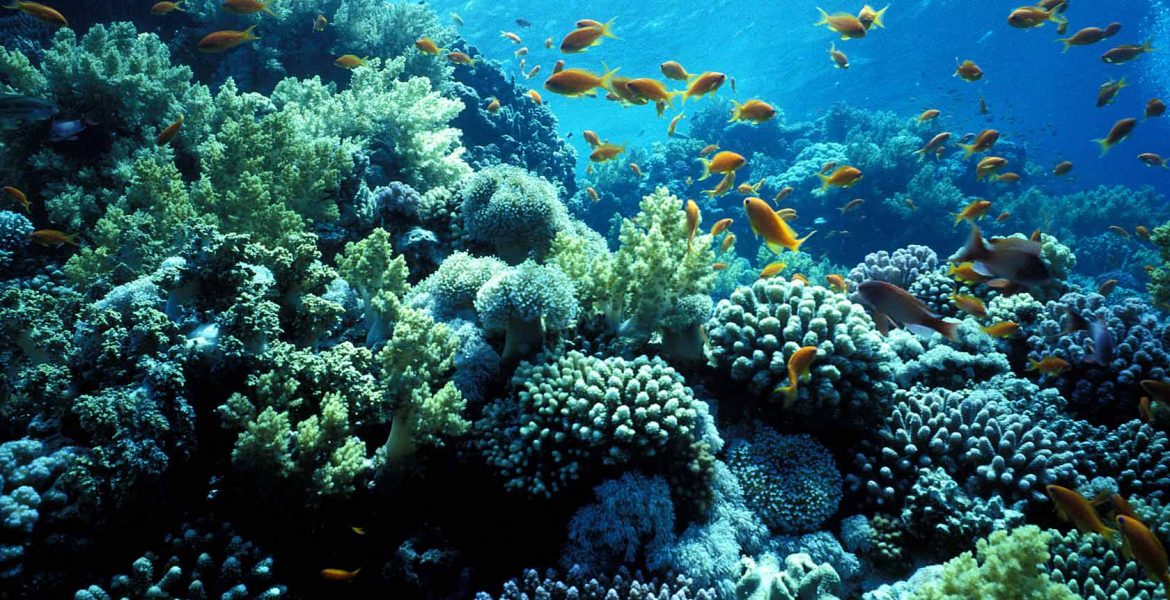 Alt La biodiversità degli oceani è in pericolo (fonte Pugliapress)