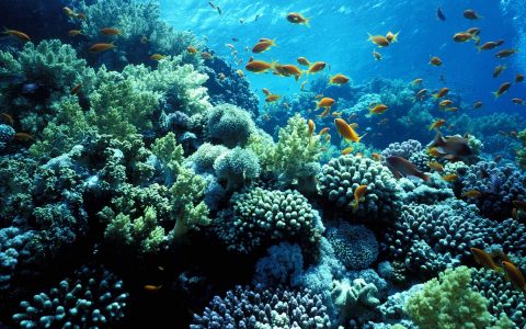 Alt La biodiversità degli oceani è in pericolo (fonte Pugliapress)