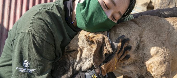 L'abolizione della carne di cani in Corea del Sud è legge, una donna abbraccia uno dei cani salvati