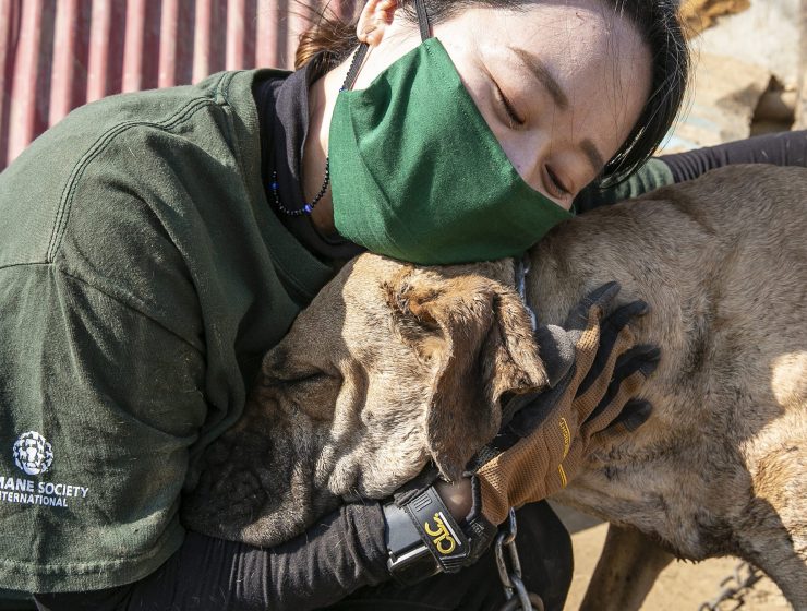 L'abolizione della carne di cani in Corea del Sud è legge, una donna abbraccia uno dei cani salvati