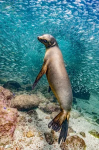 La foto vincitrice del concorso Nature, di Glenn Ostle. "Un leone marino si ferma a posare per la macchina fotografica prima di tuffarsi tra i grandi banchi di pesci che circondano gli isolotti di Los Islotes vicino a LaPaz, in Messico."