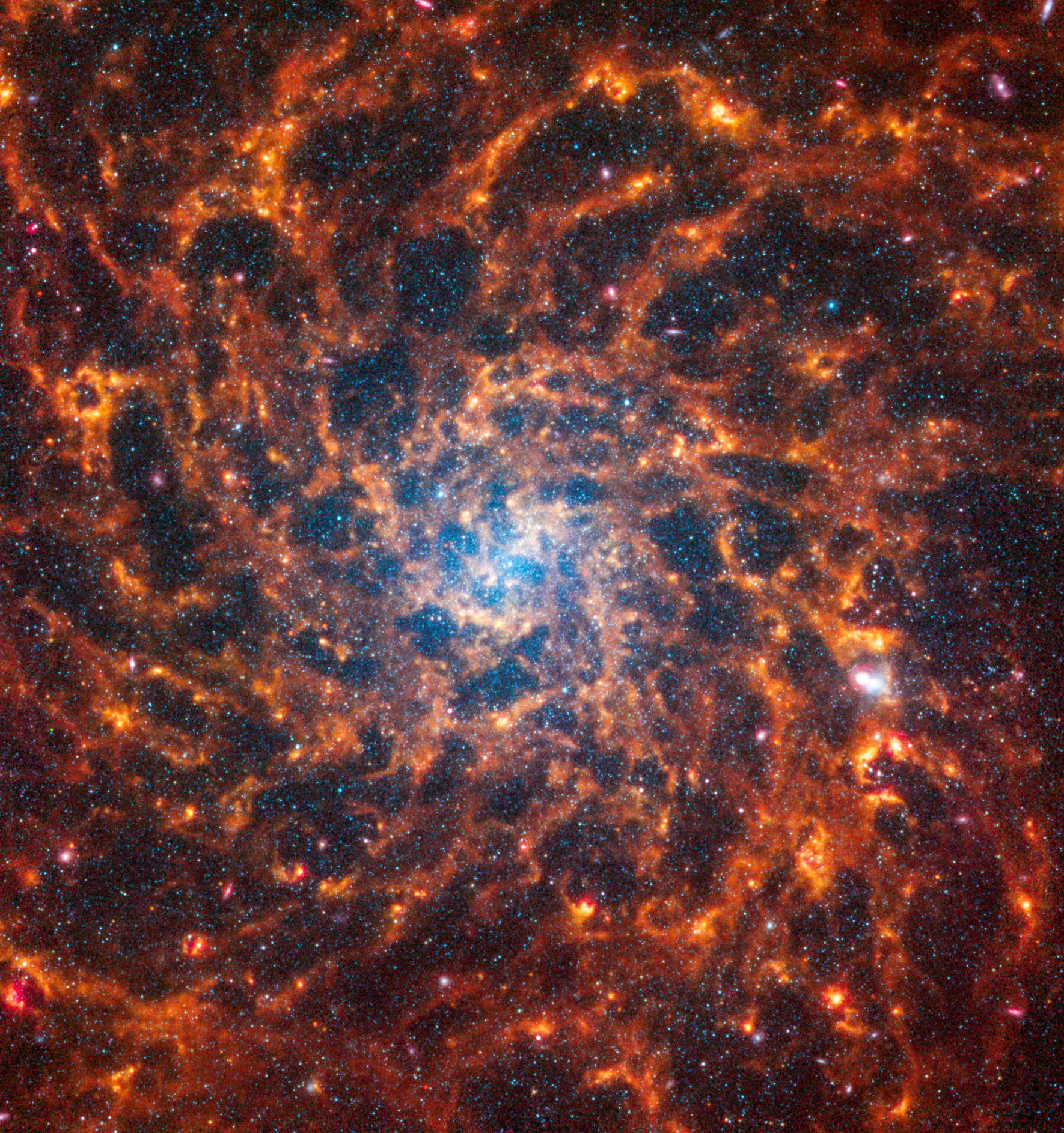 La galassia a spirale frontale, IC 5332, è divisa diagonalmente in questa immagine: le osservazioni del telescopio spaziale James Webb appaiono in alto a sinistra e quelle del telescopio spaziale Hubble in basso a destra. Le immagini di Webb e Hubble mostrano un contrasto sorprendente, un’inversione di oscurità e luce. Perché? Le osservazioni di Webb combinano la luce nel vicino e medio infrarosso e la luce visibile e ultravioletta di Hubble. La polvere assorbe la luce ultravioletta e visibile, quindi la riemette nell'infrarosso. Nelle immagini di Webb vediamo la polvere brillare nella luce infrarossa. Nelle immagini di Hubble, le regioni scure sono i luoghi in cui la luce delle stelle viene assorbita dalla polvere.