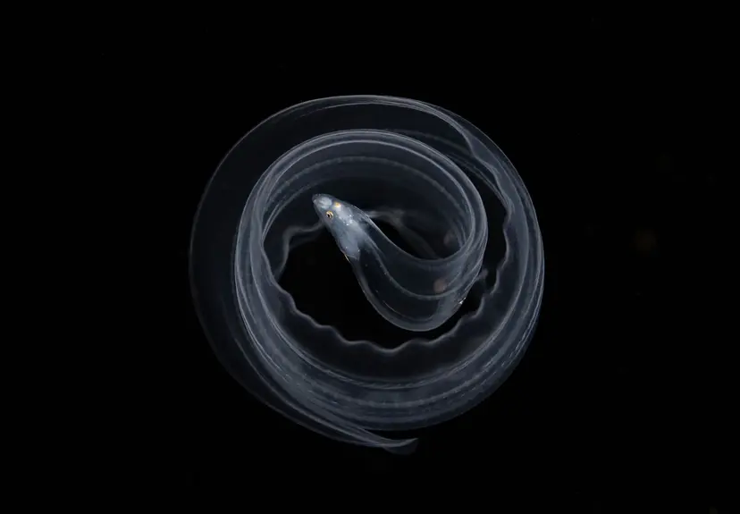 "Groviglio", del fotografo Jiāzhù. “Una larva di murena in azione nel momento in cui si sente minacciata”.