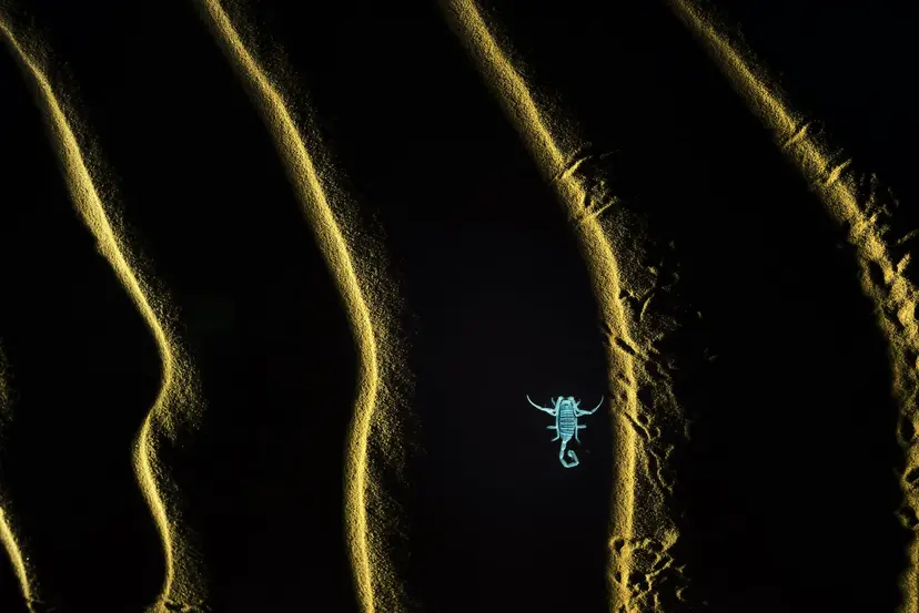 Soumya Ranjan Bhattacharyya Storie nella sabbia. “Lo scorpione è ampiamente distribuito su vari terreni in India. A Jaisalmer, una volta calata la sera, gli scorpioni emergono attraverso le dune per nutrirsi durante la notte. Ho scattato questa immagine dello scorpione tra le dune di sabbia a Jaisalmer. Gli scorpioni, quando illuminati da una debole luce UV, emettono una brillante luminescenza blu dal suo corpo. L'immagine è stata catturata utilizzando una torcia che illuminata dal vento creava striature sulle dune. Lo scorpione è stato illuminato da una torcia UV.