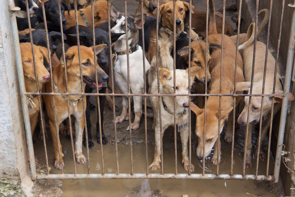 Un allevamento di cani destinati alla macellazione in Corea del Sud, il governo ha votato per abolire questa pratica in tutto il Paese