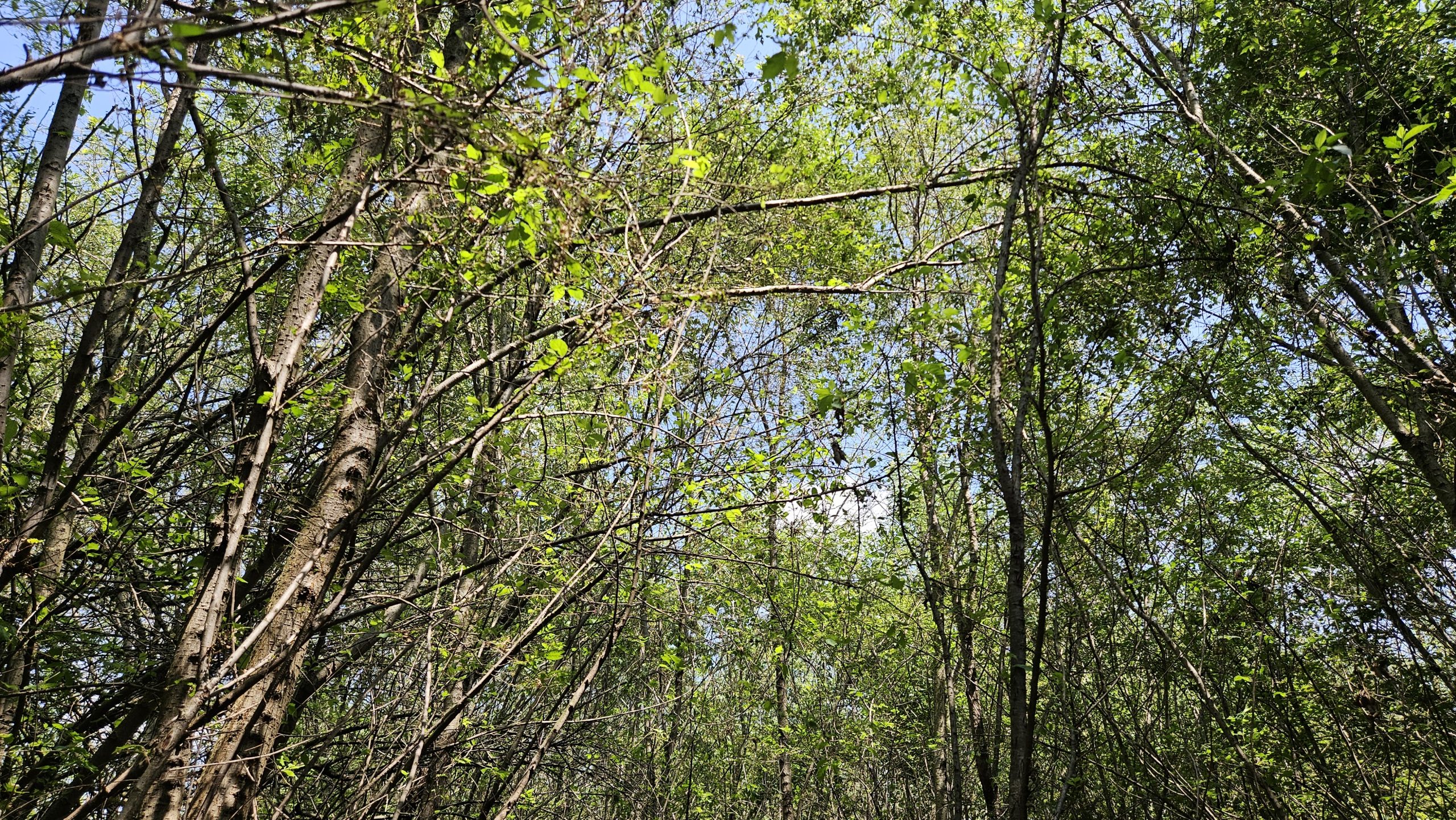 Una veduta del bosco.