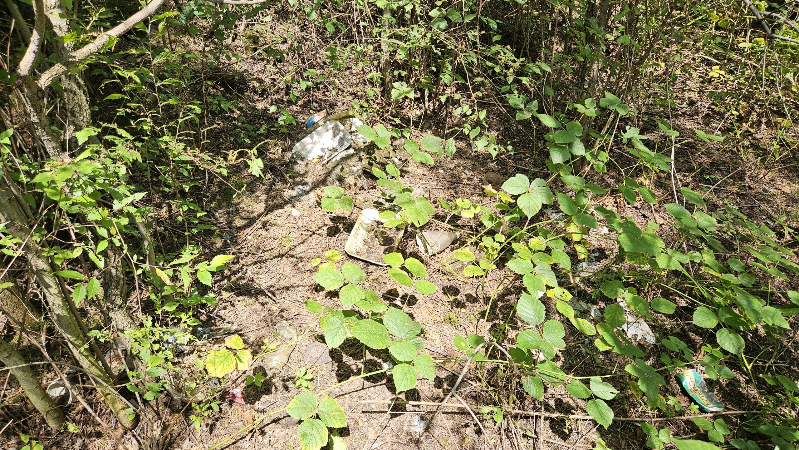 Alcuni dei rifiuti abbandonati nel bosco. Molti altri sono sepolti dalle sterpaglie.