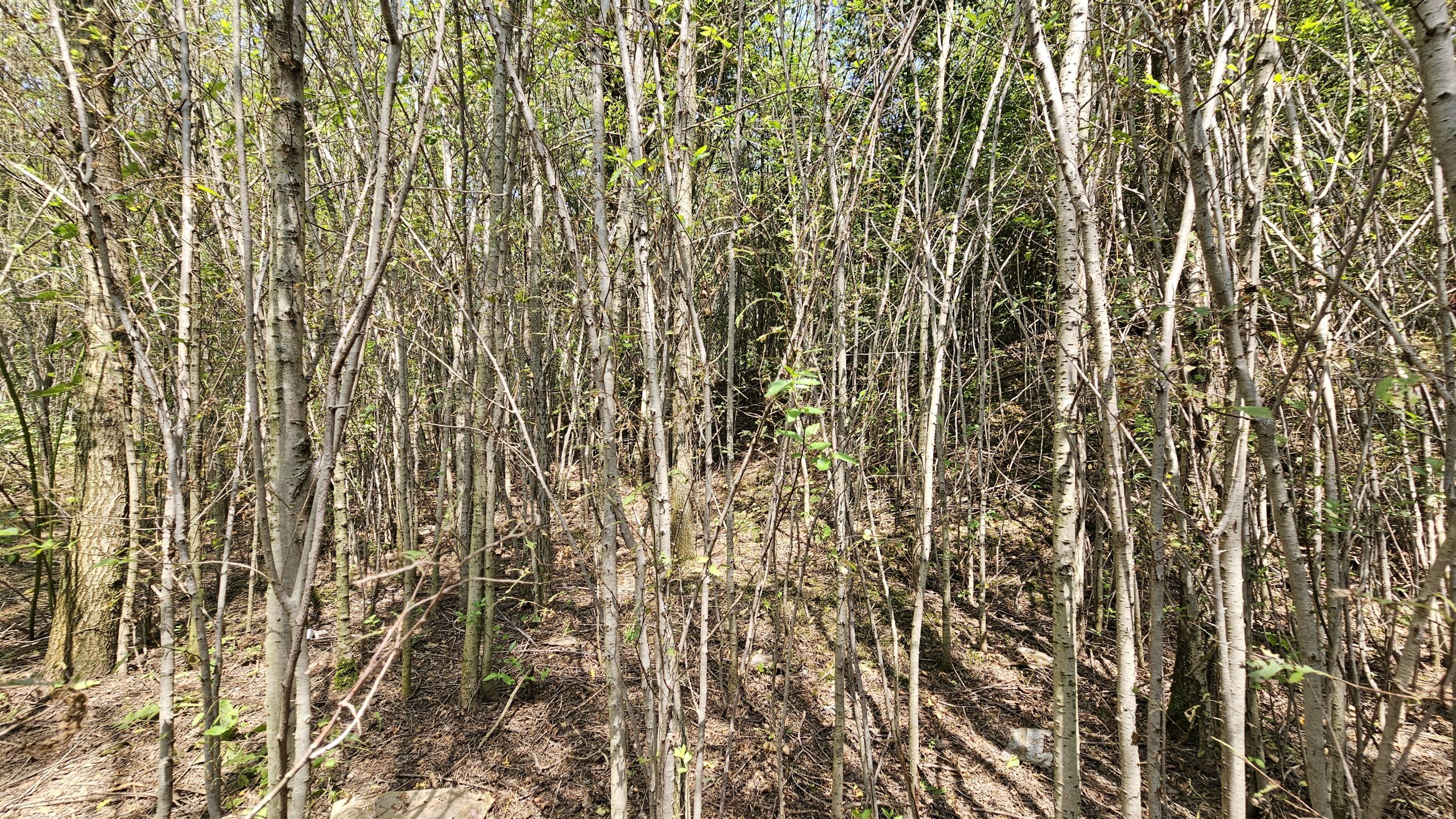 Alcuni degli alberi, fittissimi, che popolano il bosco.