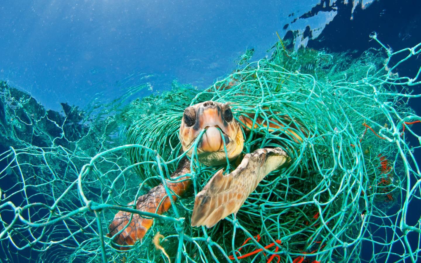 Una tartaruga marina intrappolata in una rete di plastica. (WWF Svizzera)